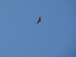 SX29073 Osprey (Pandion haliaetus).jpg